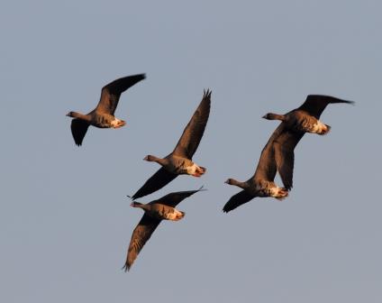 flygande fjällgäss