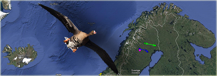 Följ fjällgässen med satellitsändare