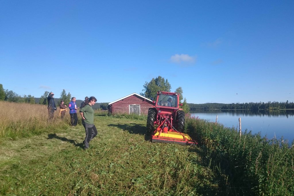 Grass cutting in Båtsjaur