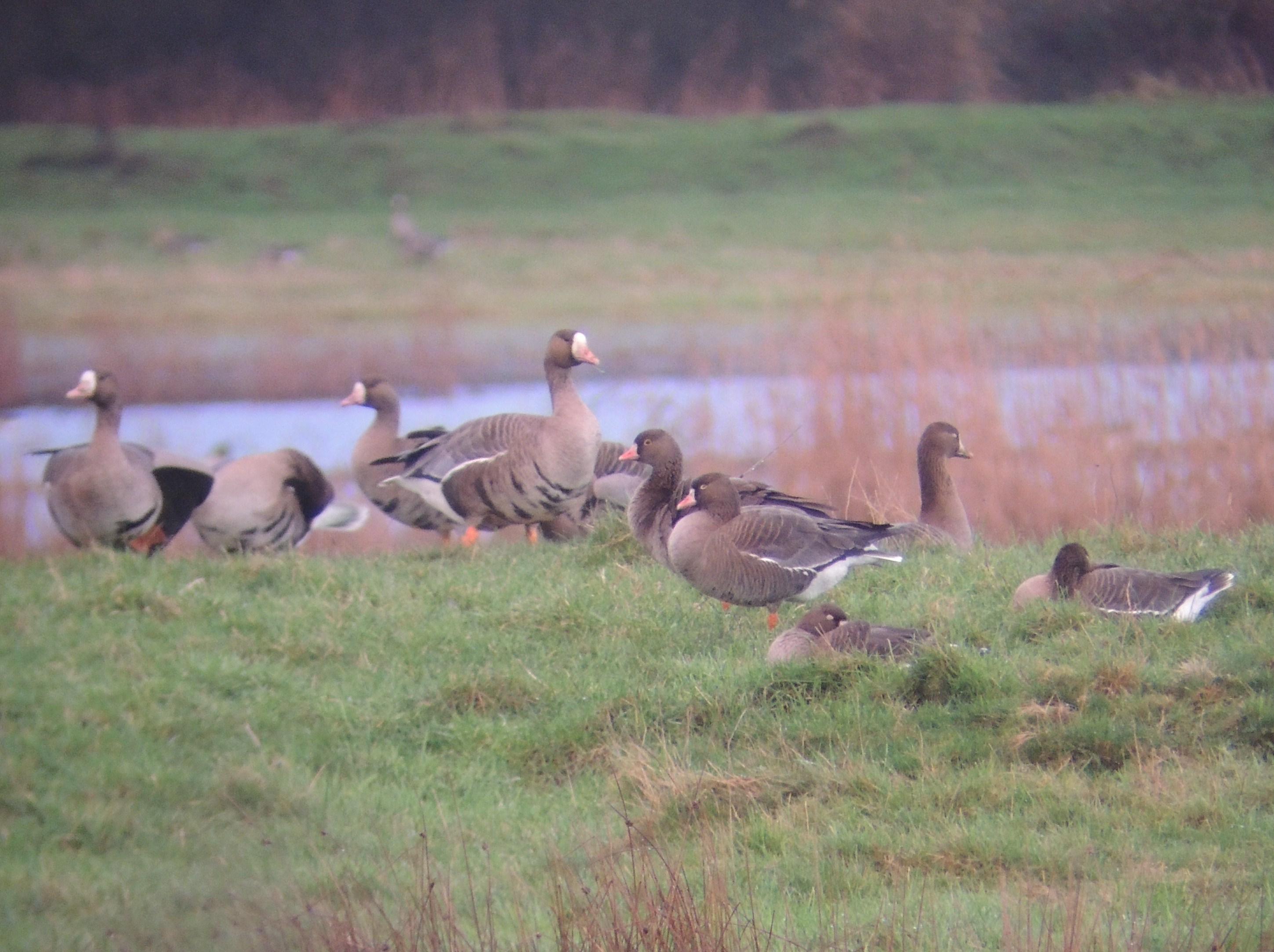LWfG at Minsmere