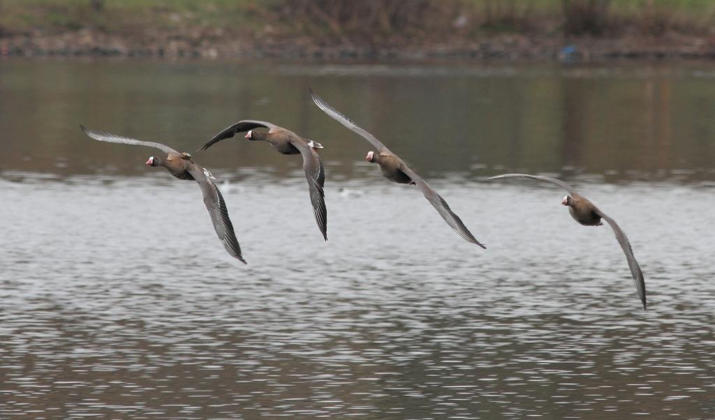 Flygande sandarfagel