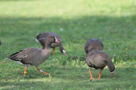 Vit 2 i flock