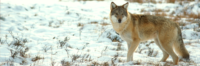 Det står uttryckligen också i det undertecknade initiativet att rovdjursförvaltningen ska ta hänsyn till regionala och lokala förutsättningar. Foto: Göran Ekström