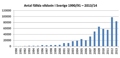 Avskjutning vildsvin Sverige 1990-2013